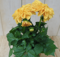 Warentuin Natuurlijk - 2 stuks! Dahlia geel