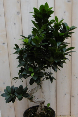 Warentuin Natuurlijk - Kamerplant Bonsai Ficus Microcarpa 70 cm