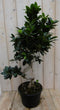 Warentuin Natuurlijk - Kamerplant Bonsai Ficus Microcarpa 70 cm