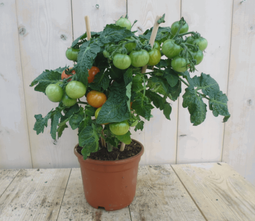 Warentuin natuurlijk - Tomatenplant GROOT