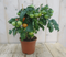 Warentuin natuurlijk - Tomatenplant GROOT