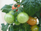 Warentuin natuurlijk - Tomatenplant GROOT