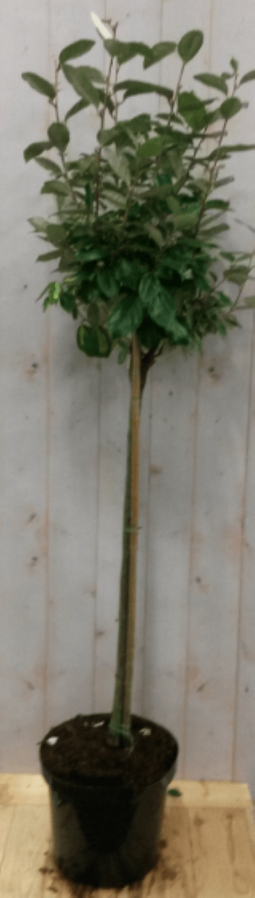 Warentuin Natuurlijk - Elaeagnus Olijfwilg groen blad op stam 80 cm diameter 40 cm