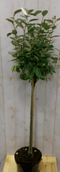 Warentuin Natuurlijk - Elaeagnus Olijfwilg groen blad op stam 80 cm diameter 40 cm
