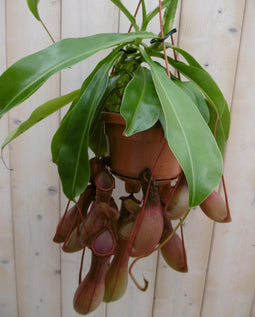 Warentuin Natuurlijk - Vleesetende plant Bekerplant Nepenthes