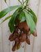 Warentuin Natuurlijk - Vleesetende plant Bekerplant Nepenthes