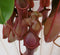 Warentuin Natuurlijk - Vleesetende plant Bekerplant Nepenthes