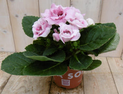 Warentuin Natuurlijk - Kamerplant Gloxinia roze
