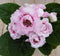 Warentuin Natuurlijk - Kamerplant Gloxinia roze