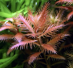 Aquadistri - Eg proserpinaca palustris nr93