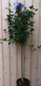 Warentuin Natuurlijk - Hibiscus op stam Blauw 100 cm