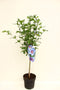 Warentuin Natuurlijk - Hibiscus op stam Blauw 100 cm
