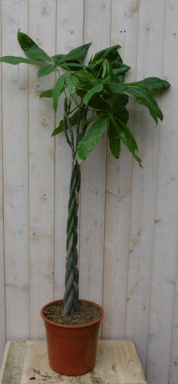 Warentuin Natuurlijk - Kamerplant Geldboom op gevlochten stam 120 cm