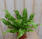 Warentuin Natuurlijk - Kamerplant Krulvaren Asplenium