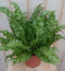 Warentuin Natuurlijk - Kamerplant Krulvaren Asplenium