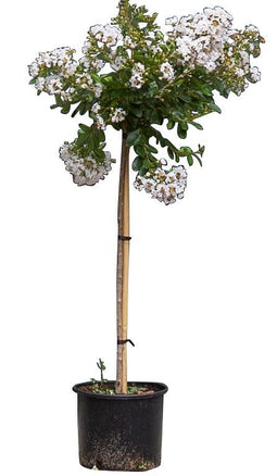 Warentuin Natuurlijk - 2 stuks! Lagerstroemia pixie white Lagerstroemia indica pixie white h 112,...