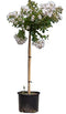 Warentuin Natuurlijk - 2 stuks! Lagerstroemia pixie white Lagerstroemia indica pixie white h 112,...