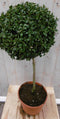 Warentuin Natuurlijk - Buxus bol diameter 25 cm 90 cm
