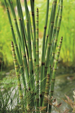 Moerings - 2 stuks! Equisetum japonica potmaat P9