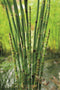 Moerings - 2 stuks! Equisetum japonica potmaat P9