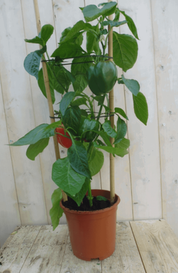 Warentuin natuurlijk - Paprikaplant rood GROOT