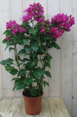 Warentuin natuurlijk - Bougainvillea roze 100 cm