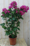 Warentuin natuurlijk - Bougainvillea roze 100 cm