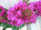 Warentuin natuurlijk - Bougainvillea roze 100 cm