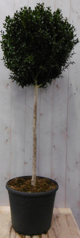 Warentuin Natuurlijk - Buxus bol diameter 50 cm 150 cm