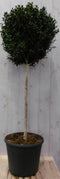 Warentuin Natuurlijk - Buxus bol diameter 50 cm 150 cm