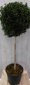 Warentuin Natuurlijk - Buxus bol diameter 50 cm 150 cm
