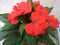 Warentuin Natuurlijk - 2 stuks! Vlijtig Liesje rood