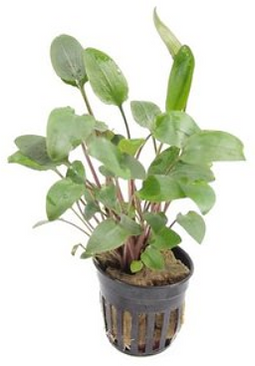 Aquadistri - Eg cryptocoryne bullosa nt27