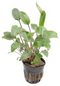 Aquadistri - Eg cryptocoryne bullosa nt27