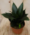 Warentuin Natuurlijk - Kamerplant Vrouwentong Sansevieria donkergroen mini