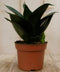Warentuin Natuurlijk - Kamerplant Vrouwentong Sansevieria donkergroen mini