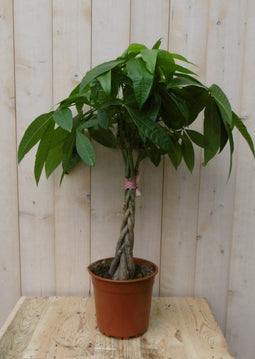 Warentuin Natuurlijk - Kamerplant Geldboom op stam 60 cm