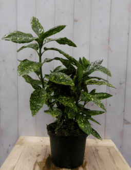 Warentuin Natuurlijk - Broodboom Aucuba Japonica 100 cm