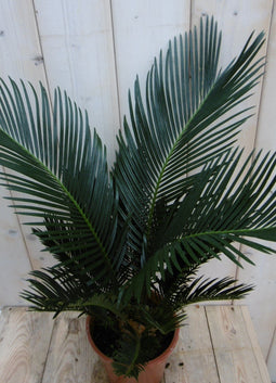 Warentuin Natuurlijk - Kamerplant Palmvaren Vredespalm Cycas 50 cm
