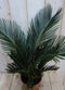 Warentuin Natuurlijk - Kamerplant Palmvaren Vredespalm Cycas 50 cm