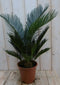 Warentuin Natuurlijk - Kamerplant Palmvaren Vredespalm Cycas 50 cm