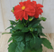 Warentuin Natuurlijk - 2 stuks! Dahlia rood