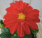 Warentuin Natuurlijk - 2 stuks! Dahlia rood