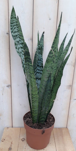 Warentuin Natuurlijk - Kamerplant Vrouwentong Sansevieria donkergroen 50 cm