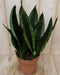 Warentuin Natuurlijk - Kamerplant Vrouwentong Sansevieria donkergroen 50 cm