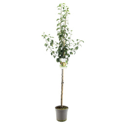 Fruithof - Pyrus communis doyenne du comice halfstam handpeer fruitboom
