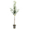 Fruithof - Pyrus communis doyenne du comice halfstam handpeer fruitboom