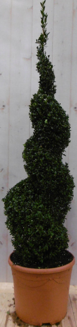 Warentuin Natuurlijk - Buxus spiraal 120 cm