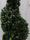 Warentuin Natuurlijk - Buxus spiraal 120 cm