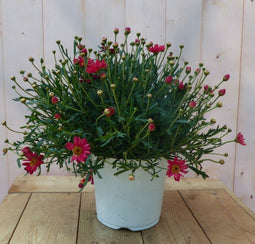 Warentuin Natuurlijk - Margriet rood